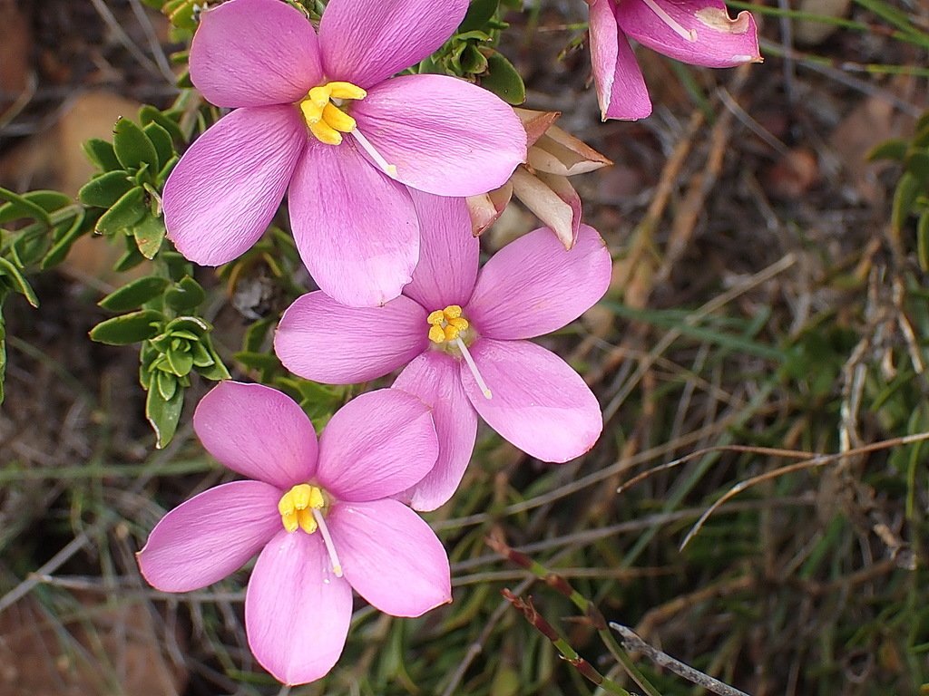 Chironia rose